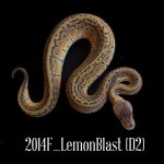 2014F_LemonblastD2.jpg