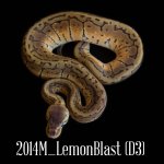2014M_LemonblastD3.jpg