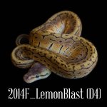 2014F_LemonblastD4.jpg