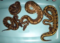 snakes1.jpg