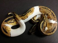 pastel pied.jpg