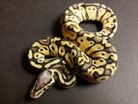 0.1 super pastel 100% het clown 105g $225.jpeg