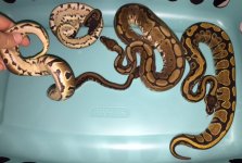 snakes2.jpg
