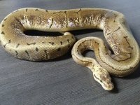 0.1 Citrus Blast Woma 795g $1500.jpeg
