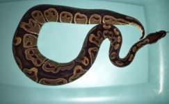 snakes3.jpg