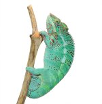 Nosy-Faly-Canvas-Select-Raptor-Canvas-Chameleons-1.jpg