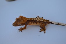 DSC_0326.jpg