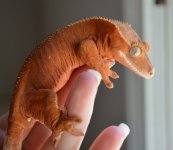 DSC_0177.jpg