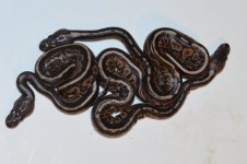 weirdo-cinnamons-1.jpg