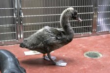 IMG_3492-TCC-Cygnus-atratus-8-weeks.jpg