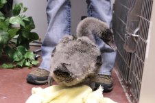IMG_3510-TCC-Cygnus-atratus-8-weeks.jpg