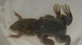 parvaamplexus.jpg