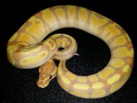 Male Enchi YB Banana $850.jpg
