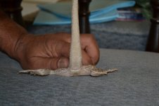 DSC_0007.jpg