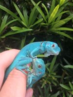 axanthic ig sale 2.jpg