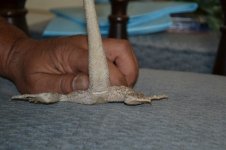 DSC_0009.jpg