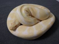 Male Albino Proven Breeder 1200g $300.jpg