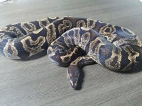 Male Ghi Proven Breeder 950g $800.jpg
