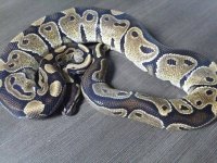 Male Mocha 860g $250 .jpg