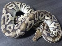 Male Pastave Het OG 975g $400 .jpg