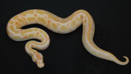 Lavender Butter Male.jpg