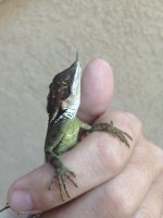ceratophora.jpg