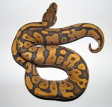 orange ghost yellowbelly 2014 male small.jpg