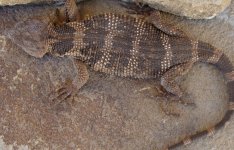 x.platycepsfemale 1.jpg