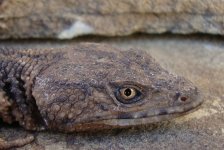 X.platycepsfemalehead.jpg