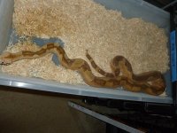 Breeder Super Hypo Male 003.jpg