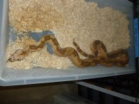 Breeder Super Hypo Male 002.jpg