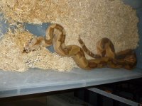 Breeder Super Hypo Male 001.jpg