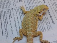 Female Hypo Citrus het Trans 003.jpg