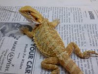 Female Hypo Citrus het Trans 002.jpg