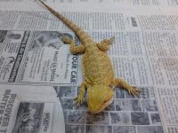 Female Hypo Citrus het Trans 001.jpg