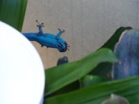 Blue1.jpg