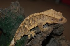 DSC_0070.jpg