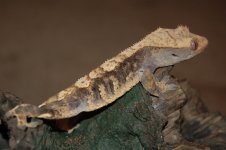 DSC_0066.jpg
