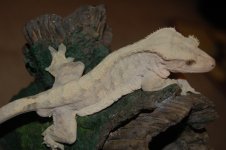 DSC_0058.jpg