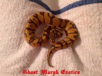 enchi 1.jpg