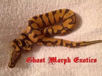 enchi 2.jpg