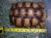 8_5_INCH_SULCATA.jpg