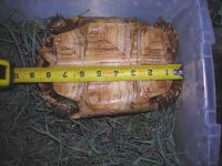 8_5_INCH_SULCATA_UNDER.jpg