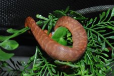 DSC_0005.jpg