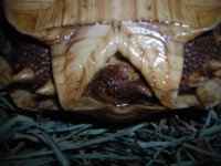 8_5_INCH_SULCATA_TAIL.jpg