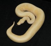 390g.jpg