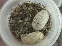 pimperatoregg.jpg