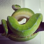 GTP.jpg