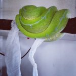GTP2.jpg