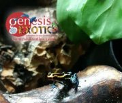 amazonicus iquitos.jpg